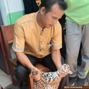 Harimau Dahan yang berhasil diamankan.