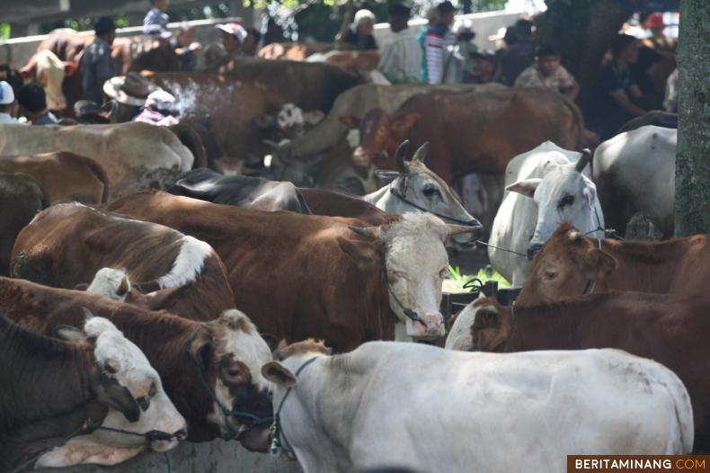 PASAR TERNAK BATUSANGKAR