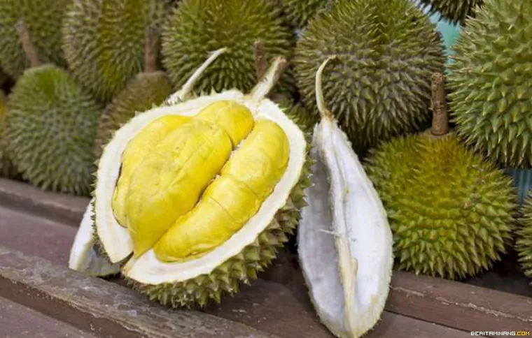Buah Durian: Raja Buah yang Kaya Nutrisi