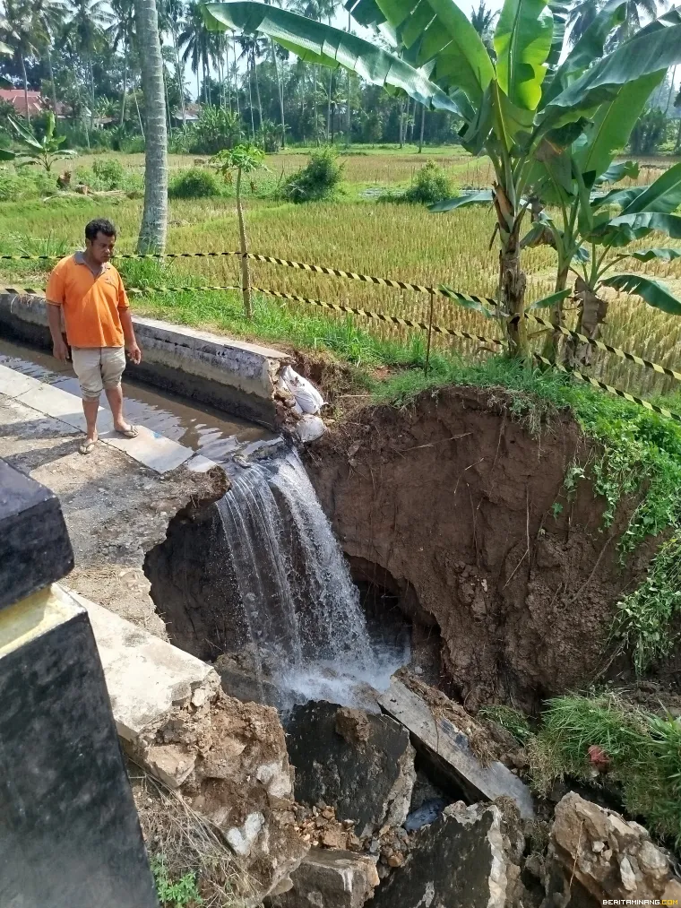 Seorang warga memperhatikan Irigasi utama sumber pengairan sawah bagi masyarakat di tiga kelurahan Kecamatan Payakumbuh Timur, Kota Payakumbuh, putus akibat tanah longsor. (f/istimewa)