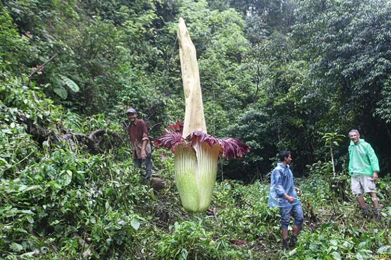 Bunga bangkai raksasa (Amorphophallus titanum) mekar sempurna di Kawasan hutan Palupuh, Koto Rantang, Agam, Sumbar, Minggu (4/12/2022). Dengan tinggi bunga mencapai 4.35 meter ini adalah bunga bangkai terbesar yang pernah ditemukan mekar di hutan Sumatera. (Beritaminang/Adi Prima)