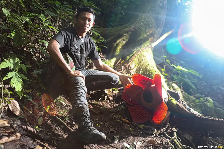 Heru Nofriandi, aktivis perlindungan dan pemerhati tumbuhan langka dengan bunga Rafflesia arnoldii yang mekar sempurna di Kawasan hutan Palupuh, Agam, Sumbar, Minggu (26/10/2025). (Beritaminang/Adi Prima)