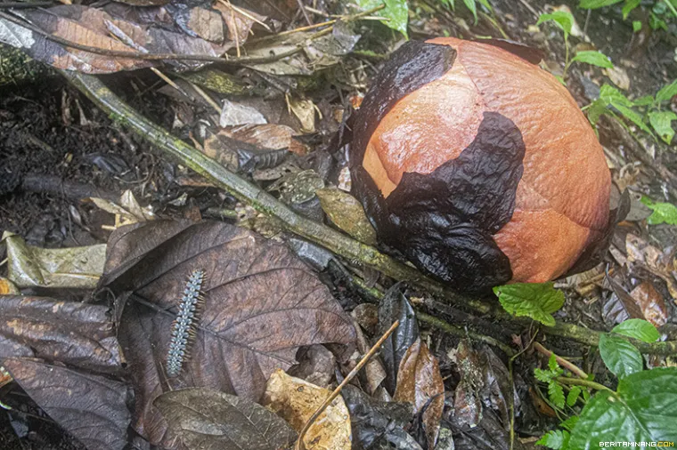 Fase generatif atau menuju mekar sempurna bunga Rafflesia arnoldii di kawasan hutan Palupuh, Koto Rantang, Agam, Sumbar, Minggu (22/10/2023). Lobak Merah adalah sebutan warga setempat untuk Rafflesia arnoldii. (Beritaminang/Adi Prima)