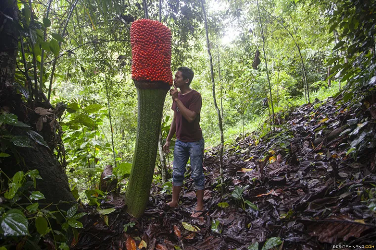 Fase vegetatif bunga bangkai biji bunga bangkai mulai keluar pasca mekar sempurna di Kawasan hutan Palupuh, Koto Rantang, Agam, Sumbar, Kamis (30/11/2023). (Beritaminang/Adi Prima)