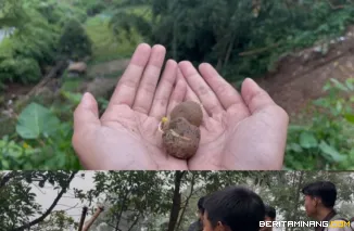 Suasana pmenyebarkan seed balls atau bola benih di kawasan terdampak bencana hidrometeorologi di Padang Panjang dan Singgalang, Kamis (8/1/2026). Foto: Humas UNP