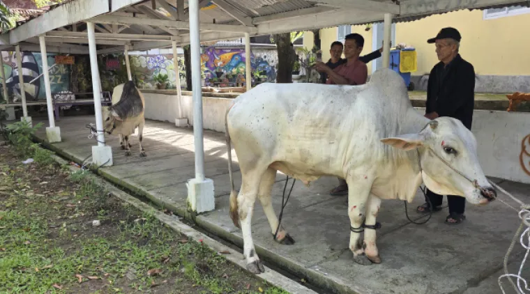 Dosen dan tenaga kependidikan Fakultas Bahasa dan Seni Universitas Negeri Padang melakukan pemotongan dua ekor sapi kurban di musala Kampus FBS UNP Air Tawar Padang pada Rabu (27/5) pagi. Foto ET