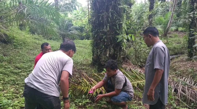 Seorang pria berinisial SY (33) diringkus tim Opsnal Satuan Reserse Narkoba Polres Pasaman Barat, Sumatera Barat (Sumbar), diduga melakukan tindak pidana peredaran gelap narkotika jenis sabu-sabu dan ganja kering (16/5). Foto : D ini