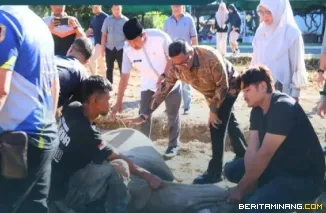 Pemko Bukittinggi bersama Mitra kerja pemerintah menyembelih 12 ekor hewan qurban di kawasan Balaikota, disaksikan Wako Ramlan, jumat, (29/05).Foto : Dok Kominfo Bkt