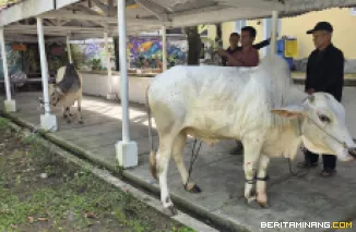 Dosen dan tenaga kependidikan Fakultas Bahasa dan Seni Universitas Negeri Padang melakukan pemotongan dua ekor sapi kurban di musala Kampus FBS UNP Air Tawar Padang pada Rabu (27/5) pagi. Foto ET