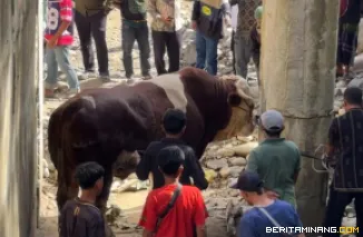 Seekor sapi kurban raksasa bernama "Lambo" milik Wakil Gubernur Sumatera Barat (Wagub Sumbar), Vasko Ruseimy, yang diberikan ke warga Jorong Pertemuan, Pasaman, saat perayaan Idul Adha 1447 Hijriah, Rabu (27/5/2026). Foto: Adpim Sumbar