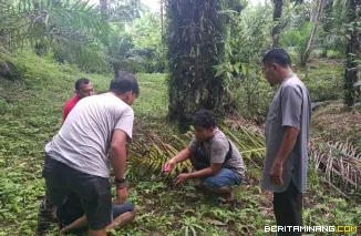 Seorang pria berinisial SY (33) diringkus tim Opsnal Satuan Reserse Narkoba Polres Pasaman Barat, Sumatera Barat (Sumbar), diduga melakukan tindak pidana peredaran gelap narkotika jenis sabu-sabu dan ganja kering (16/5). Foto : D ini