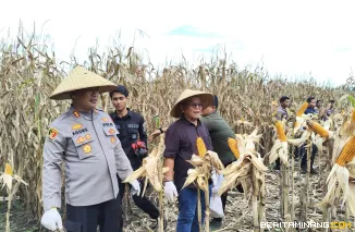 Kapolres Pasaman Barat AKBP Agung Tribawanto bersama Bupati Pasbar Yulianto Turun Langsung  dalam panen Raya Jagung di Bandarjo. ( 16/5). Foto : H