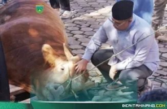 Wali Kota Hendri Arnis saat memegang sapi kurban di halaman Rumah Dinas Wali Kota usai pelaksanaan Salat Iduladha. Foto: Kominfo Padang Panjang