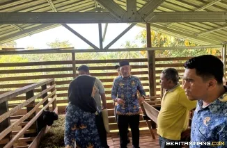 Bupati Safni Tantang Disnakeswan Produksi Pakan Ternak Sendiri, Percepat Lahirnya Sentra Sapi dan Ka