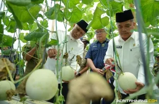 Gubernur Sumbar Mahyeldi Ansharullah (kiri), Kepala Dinas Pangan Provinsi Sumatera Barat Iqbal Ramadi Payana (tengah), Bupati Agam Benni Warlis (kiri) memanen melon di Jorong Surabayo, Nagari Lubuk Basung, Agam jumat (21/8/2026). Foto: Dok. Makopim/David