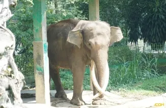 Gajah zidan penghuni TMSBK Bukittinggi terpaksa dirantai karena mempunyai perilaku agresif sejak 2022 lalu.