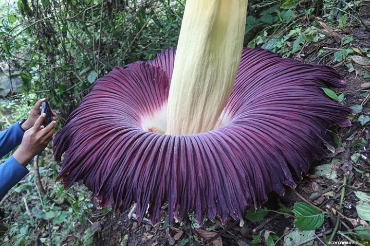 Wisatawan mendokumentasikan bunga bangkai (Amorphophallus titanum) yang mekar sempurna di kawasan hutan Palupuh, Agam, Sumbar, Agam, Sumbar, Minggu (22/02/2026). Bunga bangkai dilindungi undang-undang dan pertama kali ditemukan di Sumatera Barat pada tahun 1878, oleh Dr. Odoardo Beccari, botanis Italia.