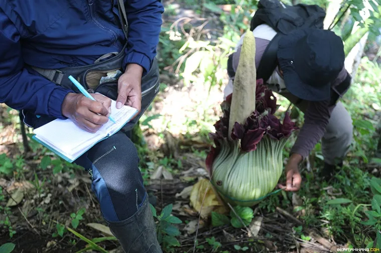 Anggota BKSDA Sumbar mengambil data bunga bangkai (Amorphophallus titanum) yang ditemukan di hutan Palupuh, Agam, Sumbar, Senin (12/01/2026). Mengamati puspa langka dan terancam punah ini bermula pada tahun 2015 ketika Heru Nofriandi mendampingi peneliti.