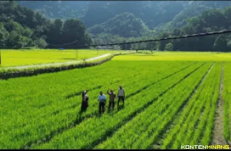 Ilustrasi sawah pokok murah. Foto: Kominfo Agam