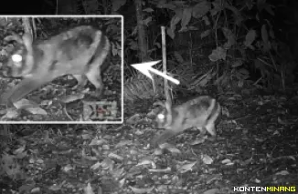 Kelinci langka memiliki nama ilmiah Nesolagus Netscheri yang terekam kamera pengintai Tim Peneliti dari UNP di kawasan Gunung Tandikek. Foto: Humas UNP/Tim Peneliti